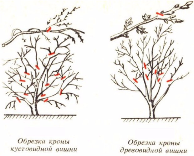Интоорын модыг хэрхэн тайрах вэ? Интоорын намрын тайрах загвар.