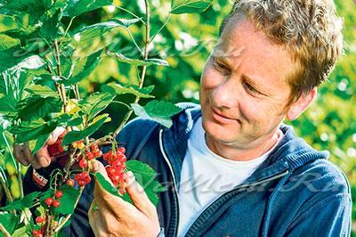 Өвлийн дараа улаалзганы бутыг боловсруулах. Хавар нь боловсруулах үхрийн нүд нь өвчний болон хортон.