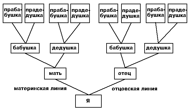 Проект малюємо родовідне дерево. Вчимося складати родовід і малювати генеалогічне древо.
