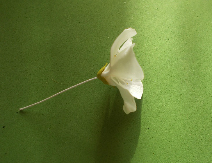 topiary 패턴에 대 한 Foamiran 꽃입니다. Foamiran 튤립입니다. 릴리 거품에서.
