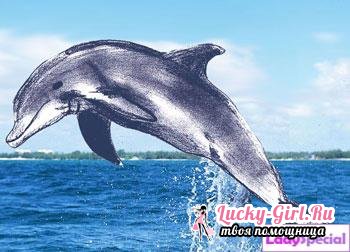 Самрыг харандаагаар зурах нь хичнээн амархан вэ. Хүүхдэд зориулсан амьтан, хүн, хэв маягийн зураглал, зургийг зурах