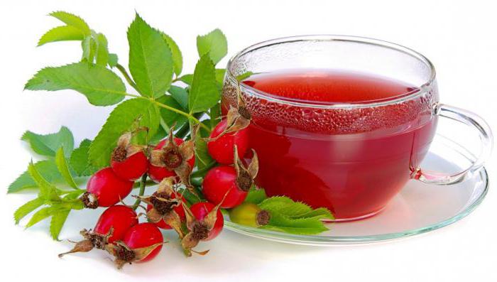 Dog Rose Rose: descripción, características de la variedad, cuidado y reproducción. Perro medicinal rosa perrito. —