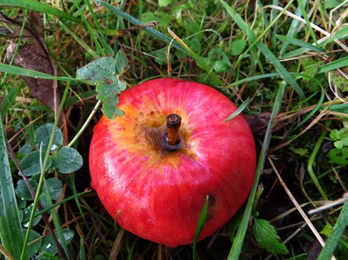 Planta de malus. Características biológicas de la planta manzana. Manzano - Recetas de medicina tradicional. — Woma