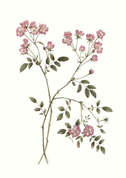 Dog Rose Rose: descripción, características de la variedad, cuidado y reproducción. Perro medicinal rosa perrito. —
