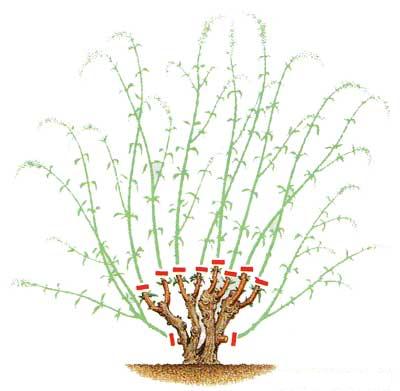 Хавар нь бут сөөгийг огтолж, ухах боломжгүй юм. Хавар, намрын гоёл чимэглэлийн бутыг тайрах