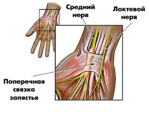 Баруун далдуу, хуруугаа чилээ. Хэрвээ баруун гар хуруугаараа хуруугаа авбал Баруун гарын бүх хуруунууд