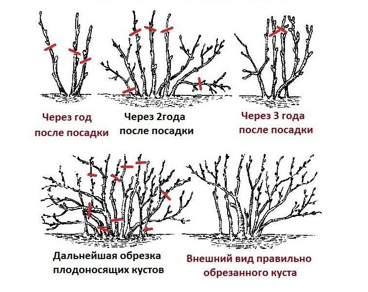 Хавар нь бут сөөгийг огтолж, ухах боломжгүй юм. Хавар, намрын гоёл чимэглэлийн бутыг тайрах