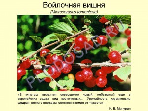 Дунд хэсгийн хувьд ховор жимсний ургамал. Цэцэрлэгт зориулсан жимсний мод, бут сөөг