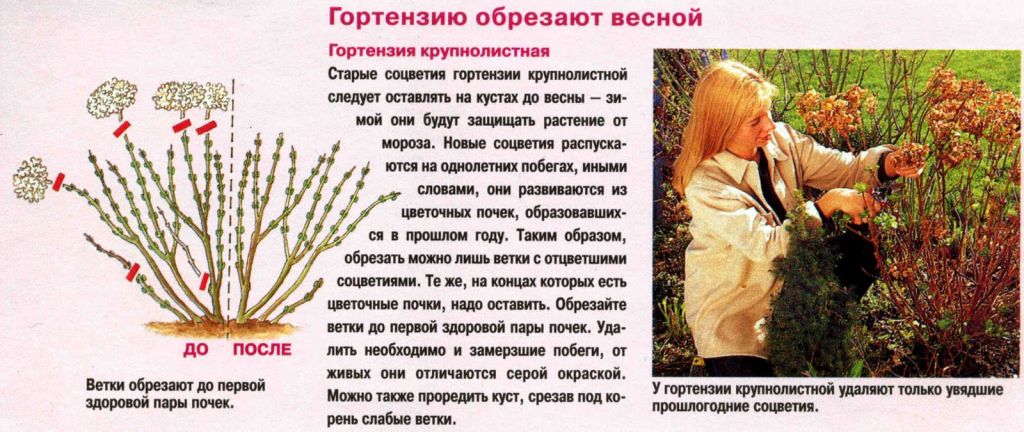 Хавар нь бут сөөгийг огтолж, ухах боломжгүй юм. Хавар, намрын гоёл чимэглэлийн бутыг тайрах