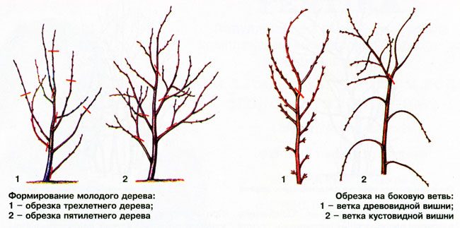 Интоорын модыг хэрхэн тайрах вэ? Интоорын намрын тайрах загвар.