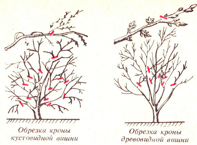 Интоорын модыг хэрхэн тайрах вэ? Интоорын намрын тайрах загвар.