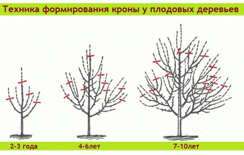 Обрізка дерев в саду