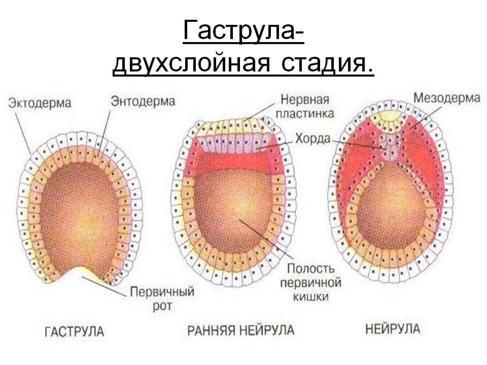 4 й тиждень вагітності ознаки відчуття симптоми. тиждень вагітності: харчування вагітної. тижні після зачаття - таб