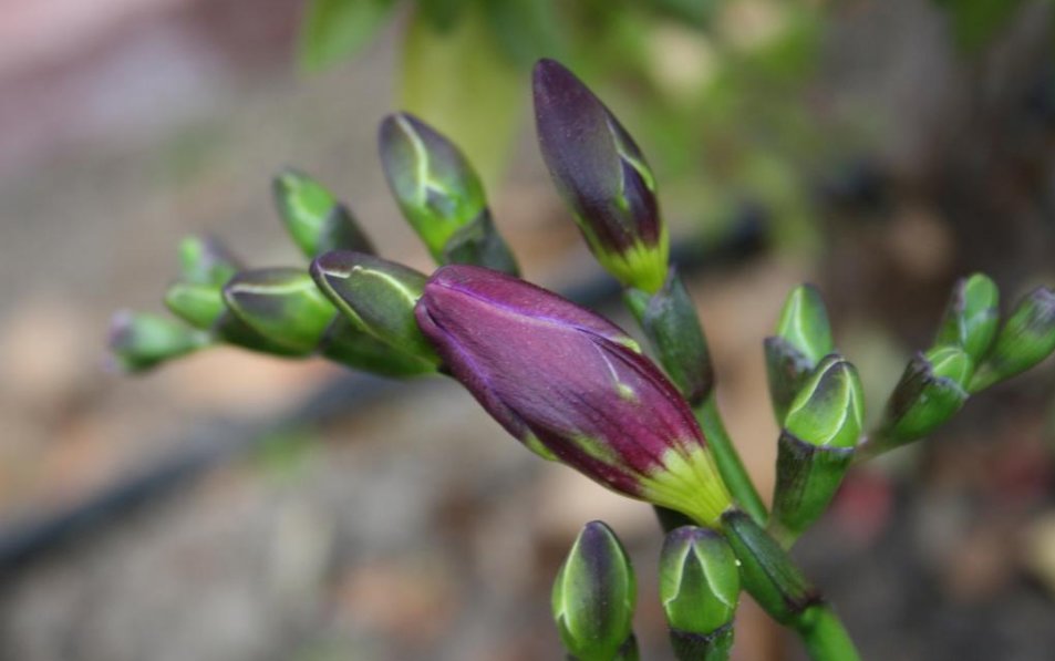 Freesia flor siembra cuidado. Cuidado fresia a domicilio. Creciendo a partir de semillas.