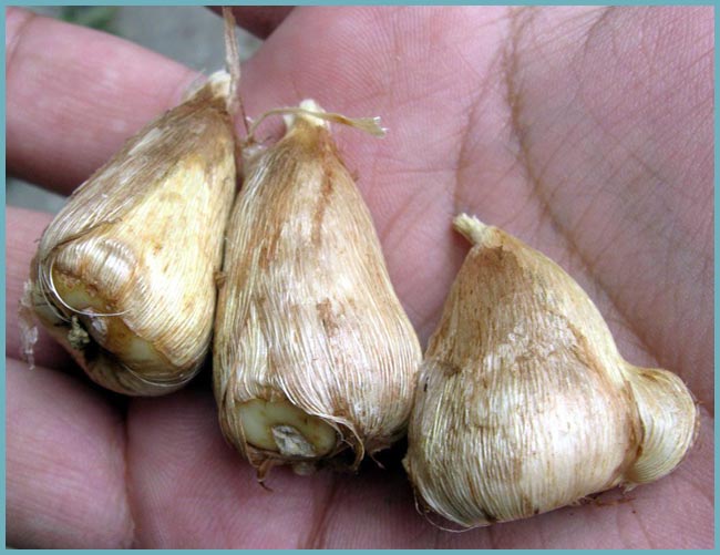 Freesia flor siembra cuidado. Cuidado fresia a domicilio. Creciendo a partir de semillas.