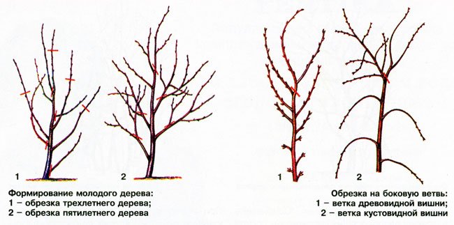 Интоорын модыг хэрхэн тайрах вэ? Интоорын намрын тайрах загвар.