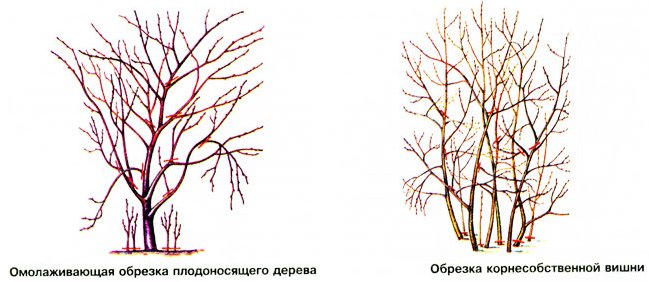 Интоорын модыг хэрхэн тайрах вэ? Интоорын намрын тайрах загвар.